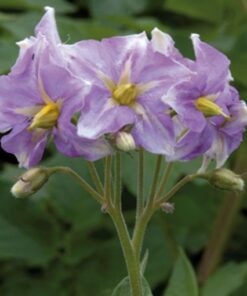 King Edward flower