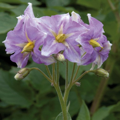 King Edward flower