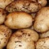 Maris Bard Seed Potatoes