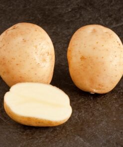 Marvel Seed Potatoes