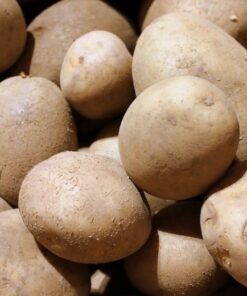 Seed Potatoes Marvel