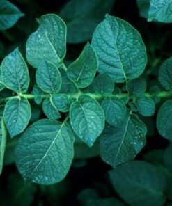 Osprey potato leaf