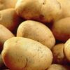 Record Seed Potatoes