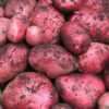 Red Duke of York Seed Potatoes
