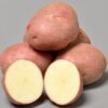 Rosegarden Seed Potatoes