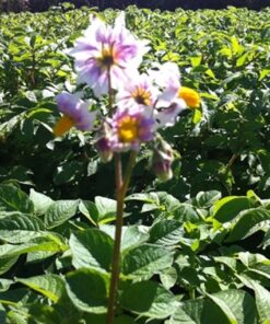 Rosegarden Flower