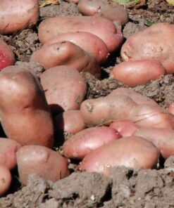 Sarpo Axona Potatoes