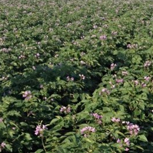 SARPO AXONA Seed Potatoes. Late Main-Crop Variety - Image 4