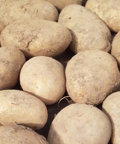 seed potato wilja
