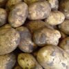 wilja seed potato