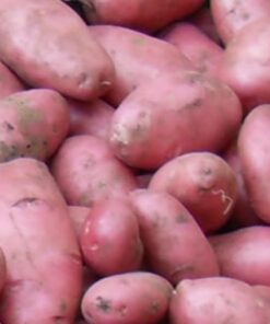 potato Desiree