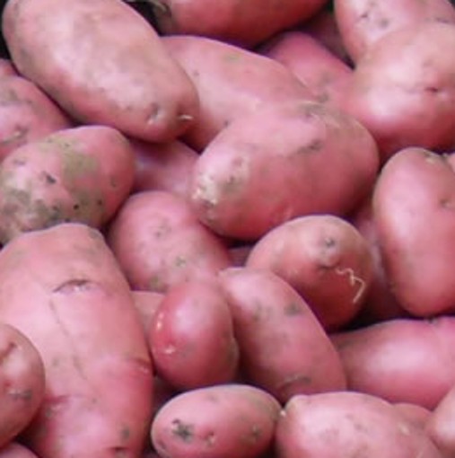 potato Desiree