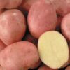 Desiree Seed Potatoes