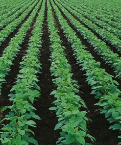 potatoes growning