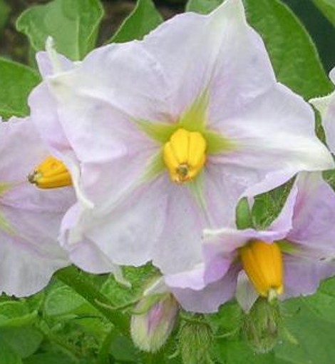 potato flower