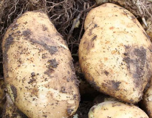 seed potatoes