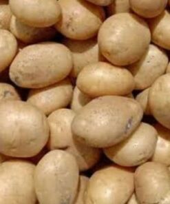 Seed Potatoes Francis