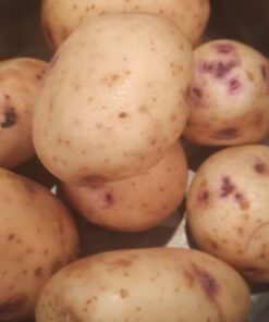 Irish Gold Seed Potatoes