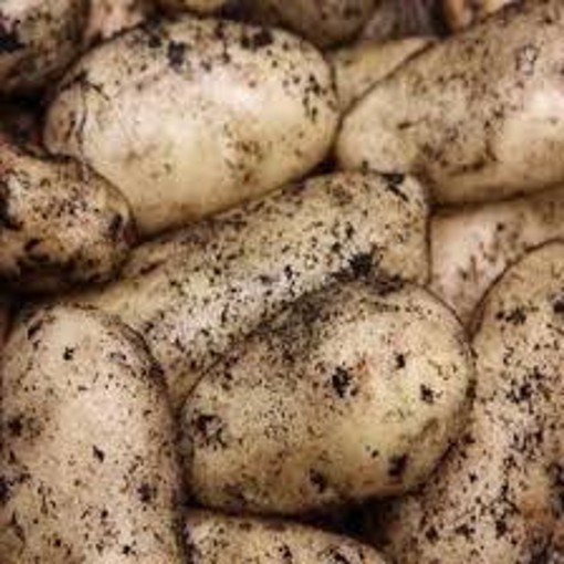Seed Potatoes Sharpes Express