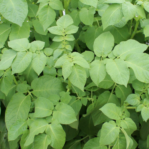 Arran Pilot Seed Potatoes. First early. - Image 3