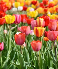 Tulips