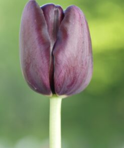 Tulip Single Late