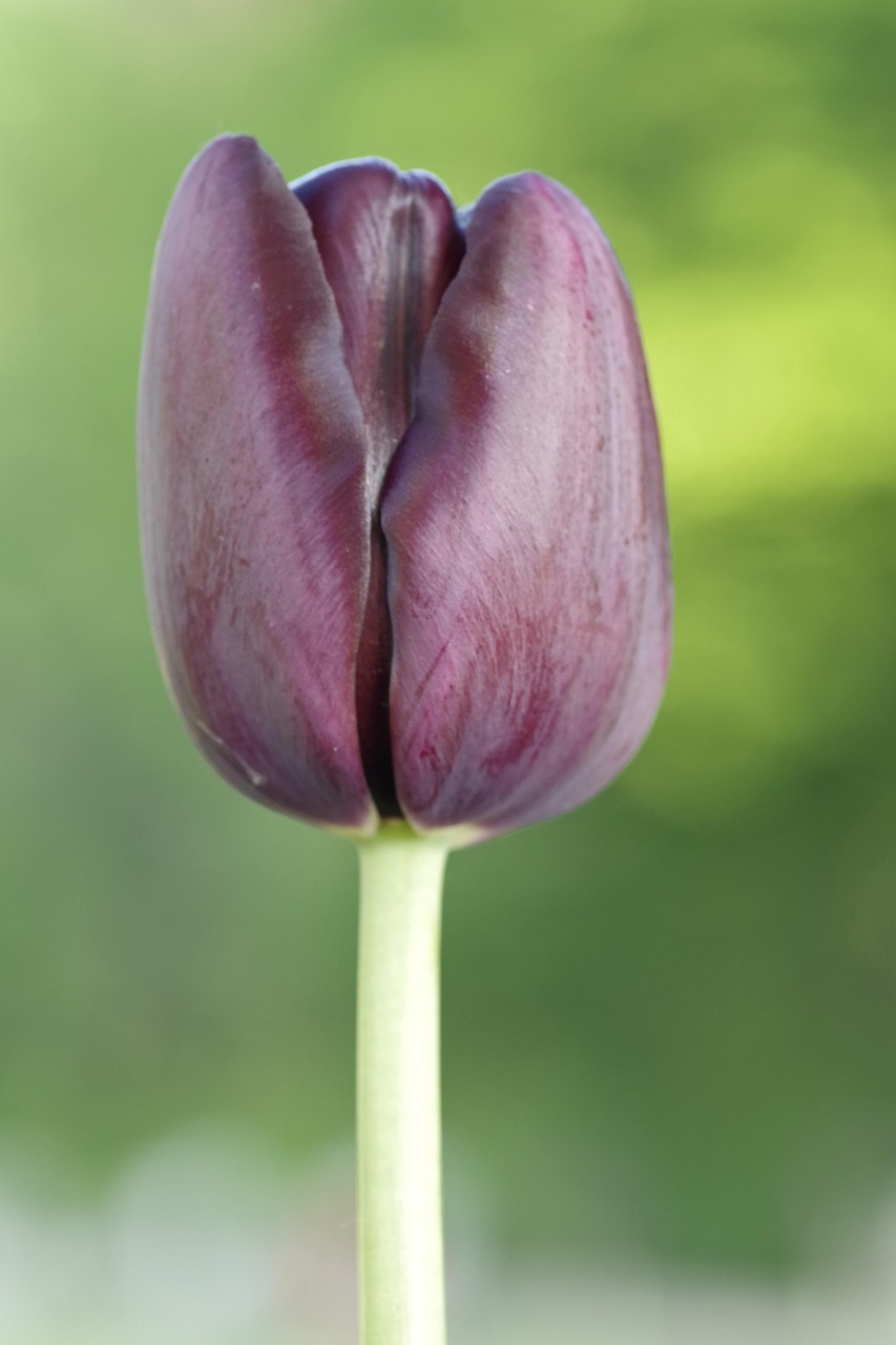 Tulip Single Late