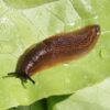 Slug Nematodes