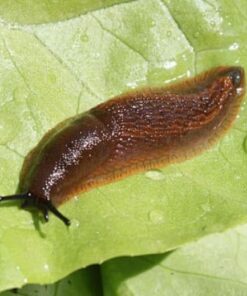 Slug Nematodes