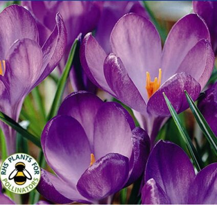 CROCUS Ruby Giant. Crocus tommasinianus.