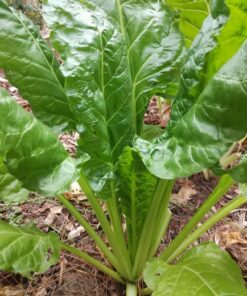 Alternative view of Spinach Beet Perpetual – Reliable, Year-Round Greens