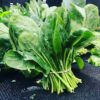 Spinach Beet Perpetual
