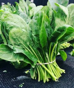 Spinach Beet Perpetual