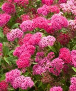 Alternative view of SPIRAEA Anthony Waterer. Rose-pink flowers.
