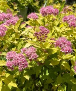 Spiraea Goldmound
