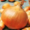 Sturon Onion