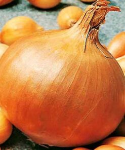 Sturon Onion