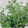 Marjoram