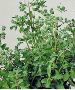 Marjoram