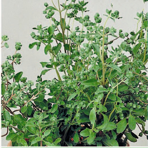 Marjoram