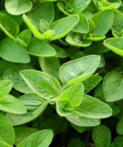 sweet marjoram