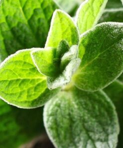 marjoram sweet