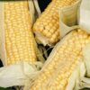 Sweetcorn Golden Bantam