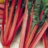 Swiss Chard, Rhubarb Red