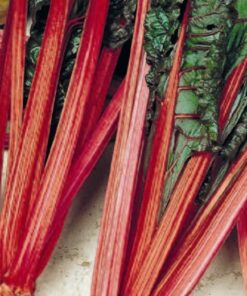 Swiss Chard, Rhubarb Red