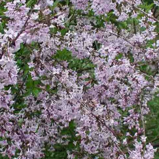 SYRINGA laciniata. Often called Cut Leaf or Persian Lilac. - Image 2