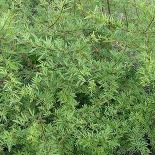 SYRINGA laciniata. Often called Cut Leaf or Persian Lilac. - Image 5