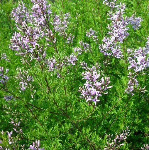 SYRINGA laciniata. Often called Cut Leaf or Persian Lilac. - Image 4