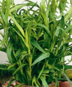Russian Tarragon