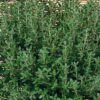Thyme